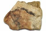 Fossil Hadrosaur Dinosaur Bone Section - Montana #355094-1